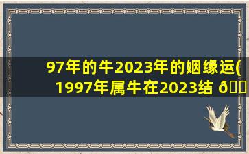 97年的牛2023年的姻缘运(1997年属牛在2023结 🌷 婚好吗)